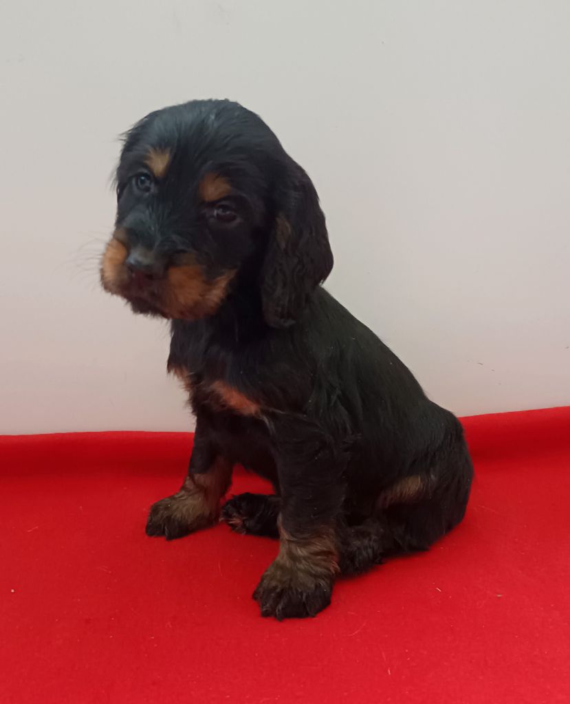 Des pres flamands - Chiot disponible  - Cocker Spaniel Anglais