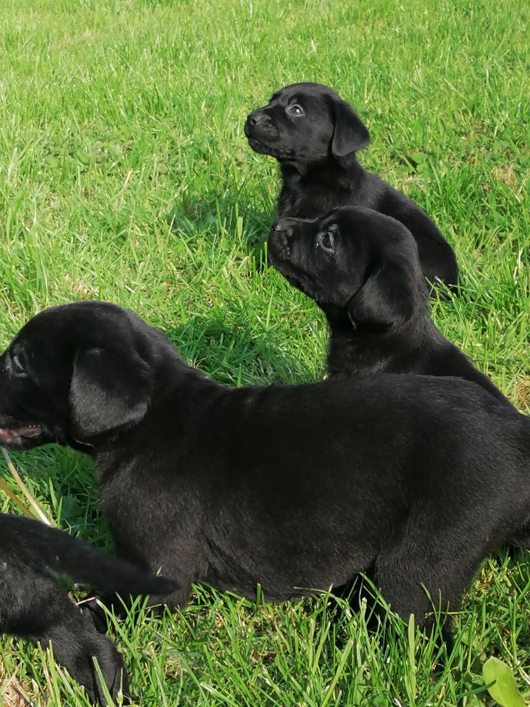 Des pres flamands - Chiot disponible  - Labrador Retriever