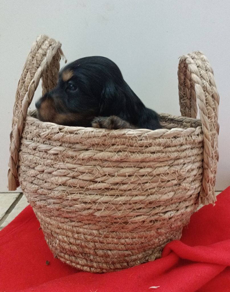 Des pres flamands - Chiot disponible  - Cocker Spaniel Anglais