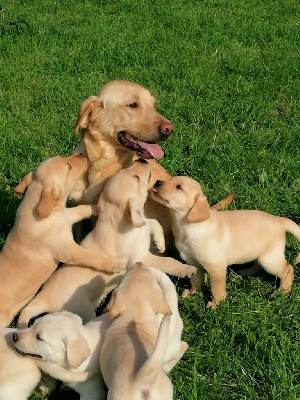 Des pres flamands - Labrador Retriever - Portée née le 26/03/2024