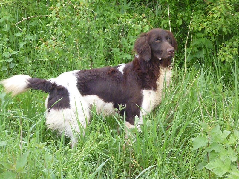 Gaspard Vom hundegelaut