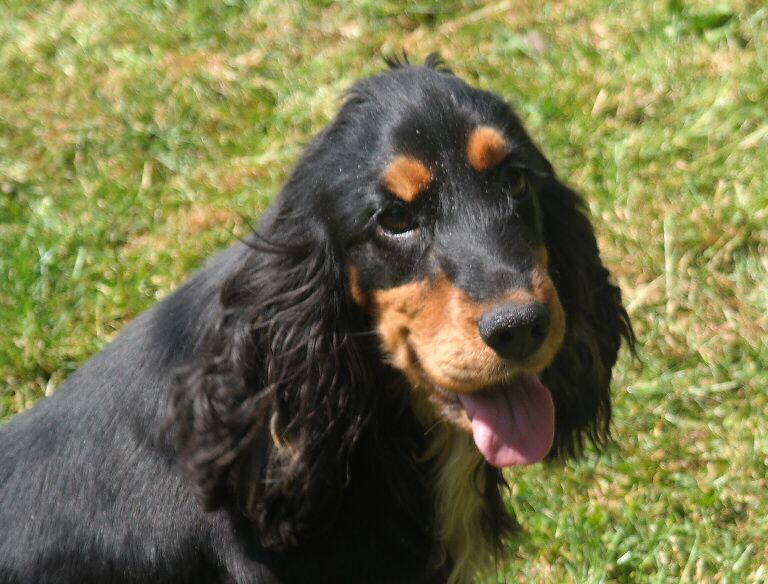 Myrtille Des pres flamands