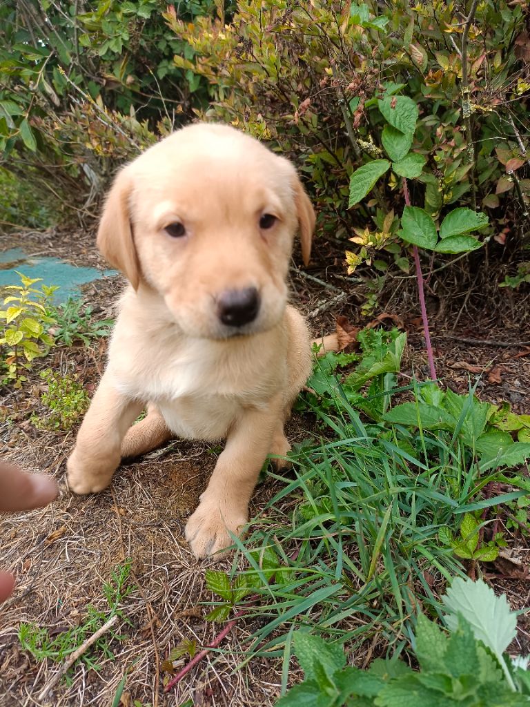 Des pres flamands - Chiots disponibles - Labrador Retriever