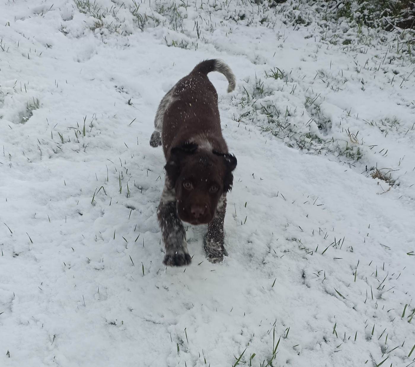 Des pres flamands - Chiots disponibles - Petit Epagneul de Münster