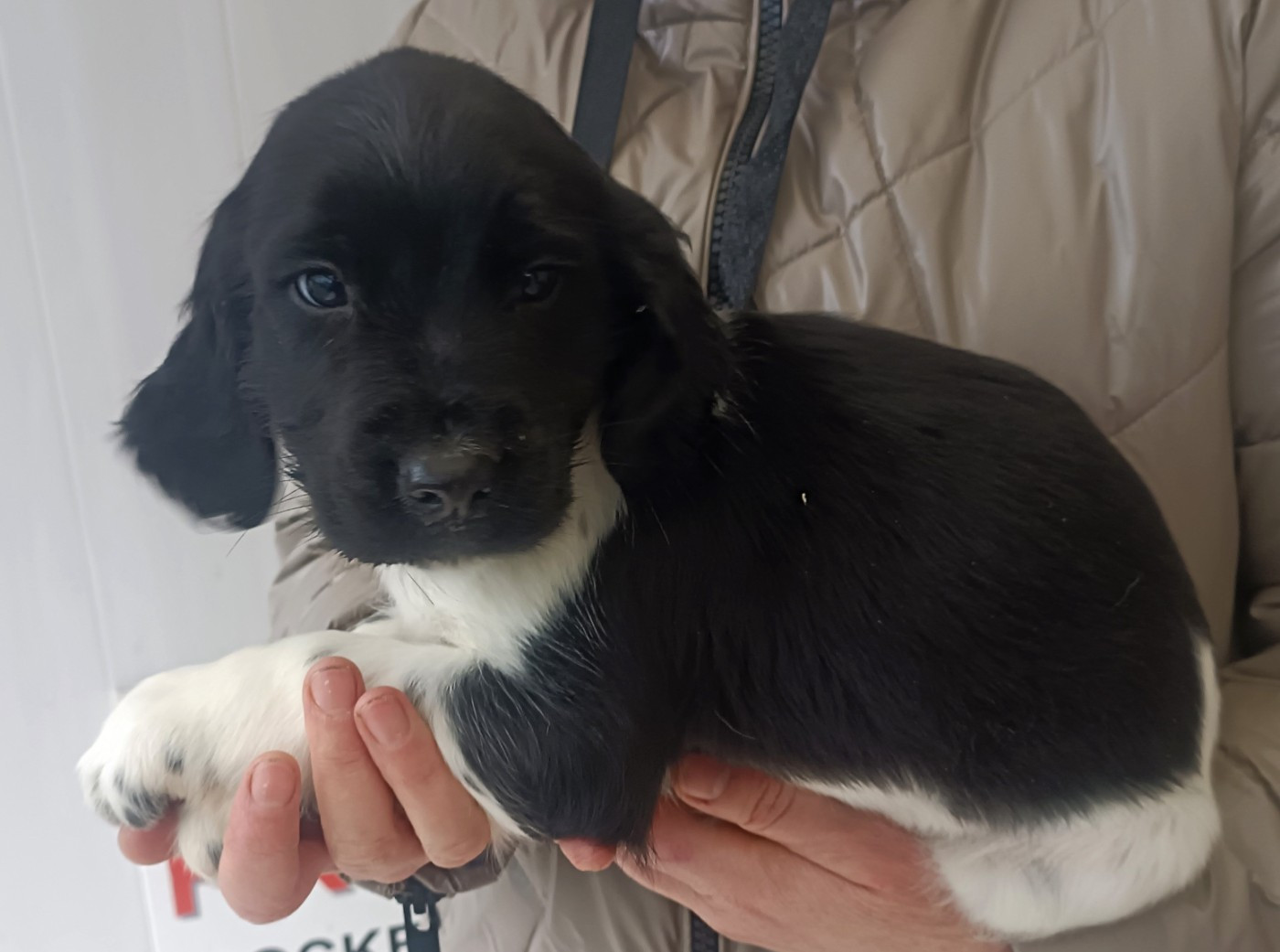 Des pres flamands - Chiots disponibles - English Springer Spaniel