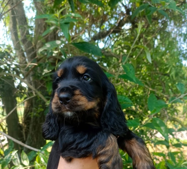 Des pres flamands - Chiots disponibles - Cocker Spaniel Anglais