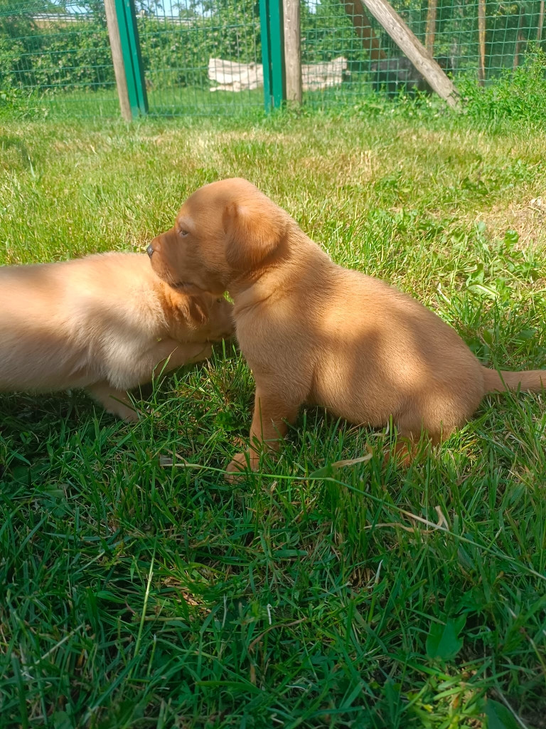 Des pres flamands - Chiots disponibles - Labrador Retriever