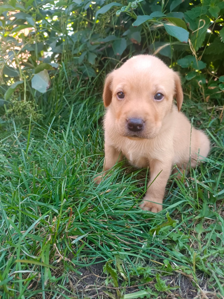 Des pres flamands - Chiots disponibles - Labrador Retriever