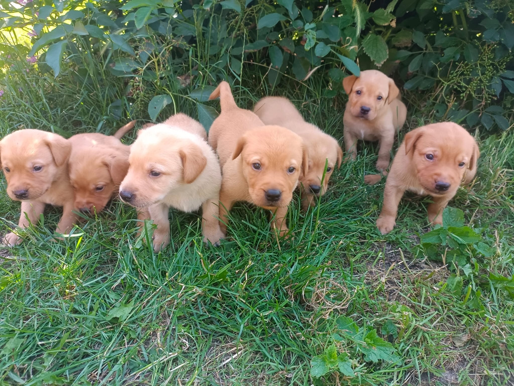 Des pres flamands - Chiots disponibles - Labrador Retriever