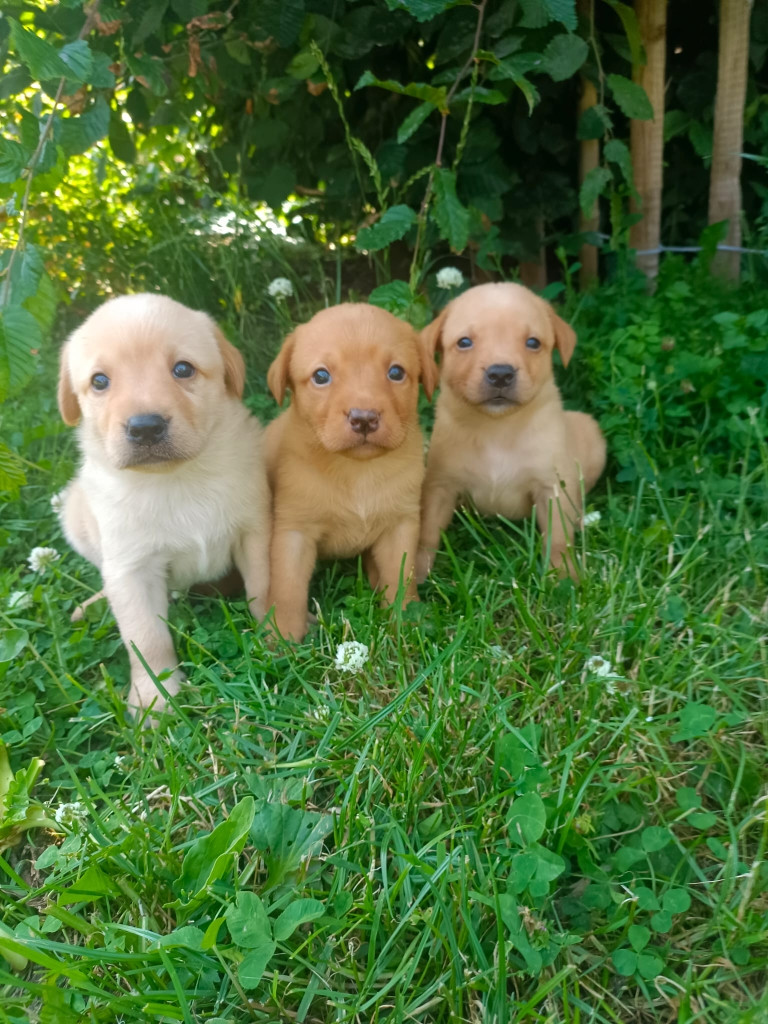 Des pres flamands - Chiots disponibles - Labrador Retriever