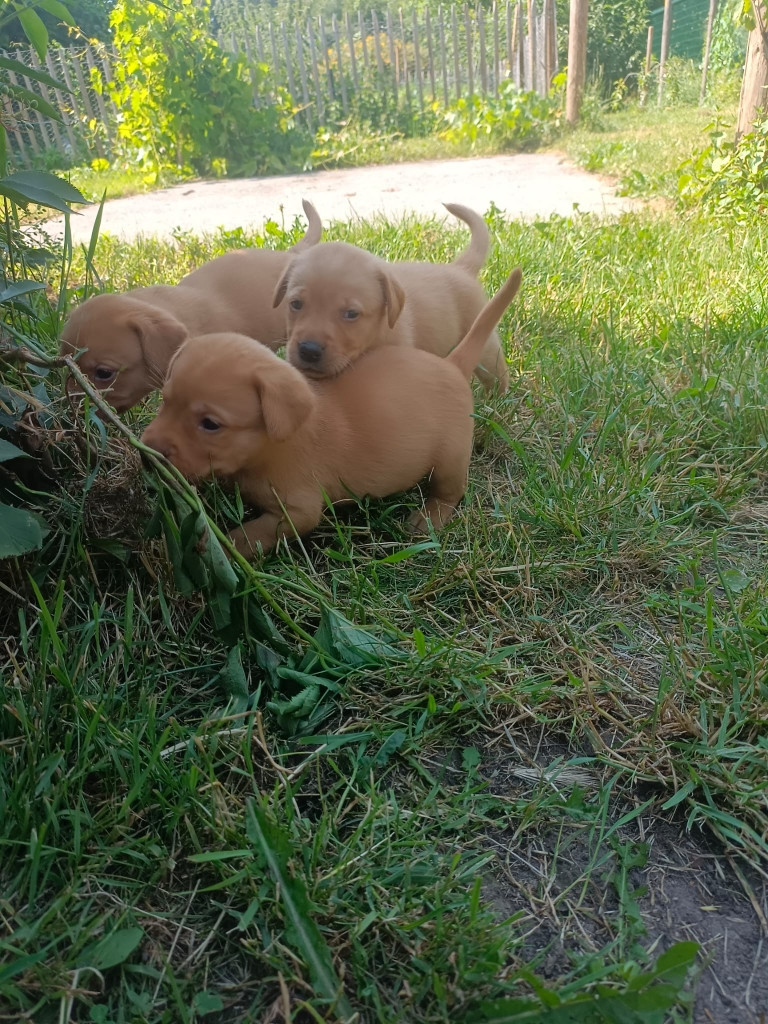 Des pres flamands - Chiots disponibles - Labrador Retriever