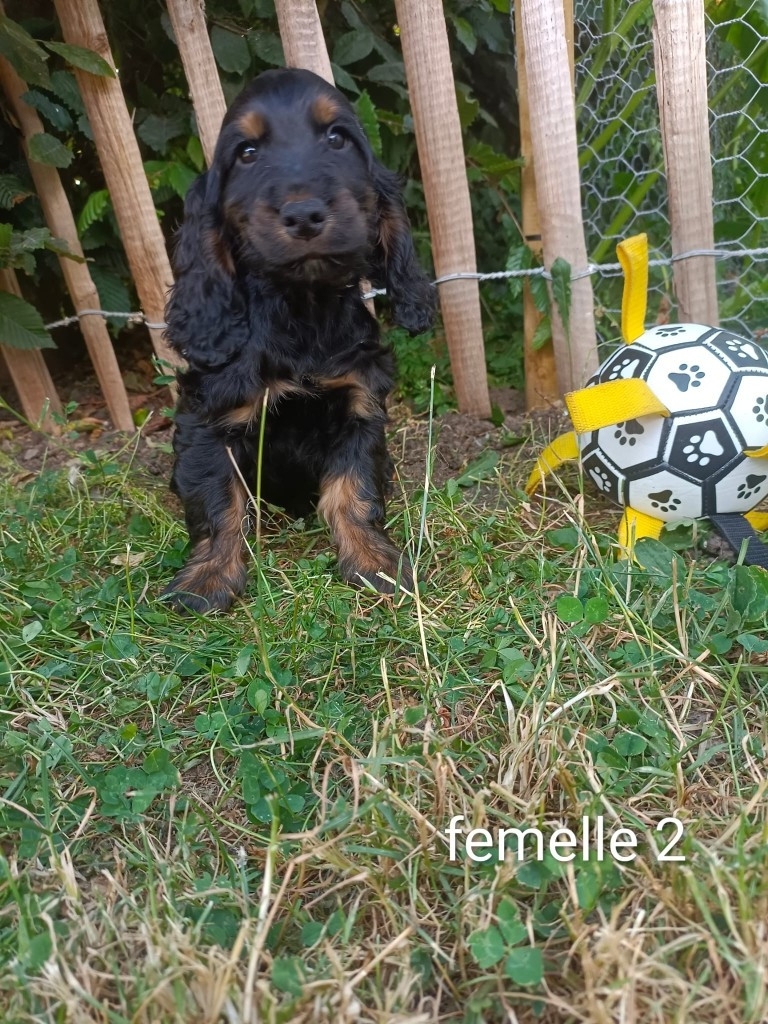 Des pres flamands - Chiots disponibles - Cocker Spaniel Anglais