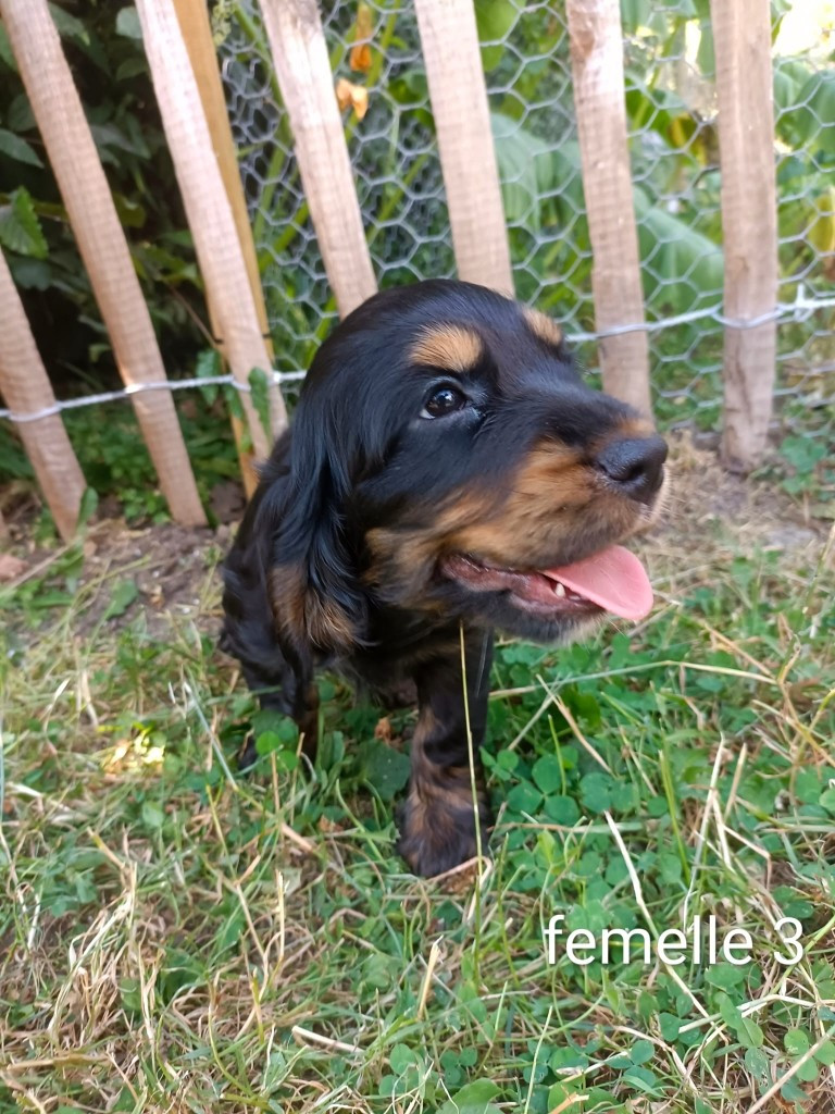 Des pres flamands - Chiots disponibles - Cocker Spaniel Anglais
