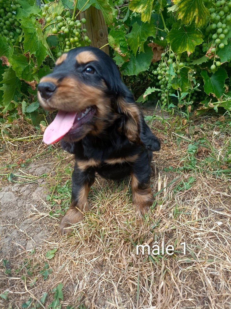 Des pres flamands - Chiots disponibles - Cocker Spaniel Anglais