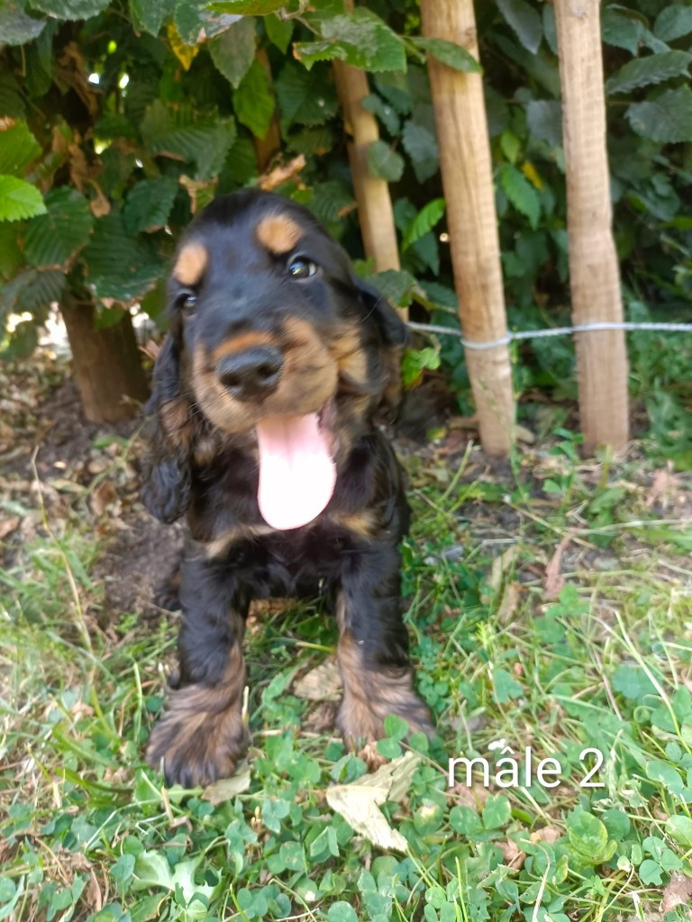 Des pres flamands - Chiots disponibles - Cocker Spaniel Anglais