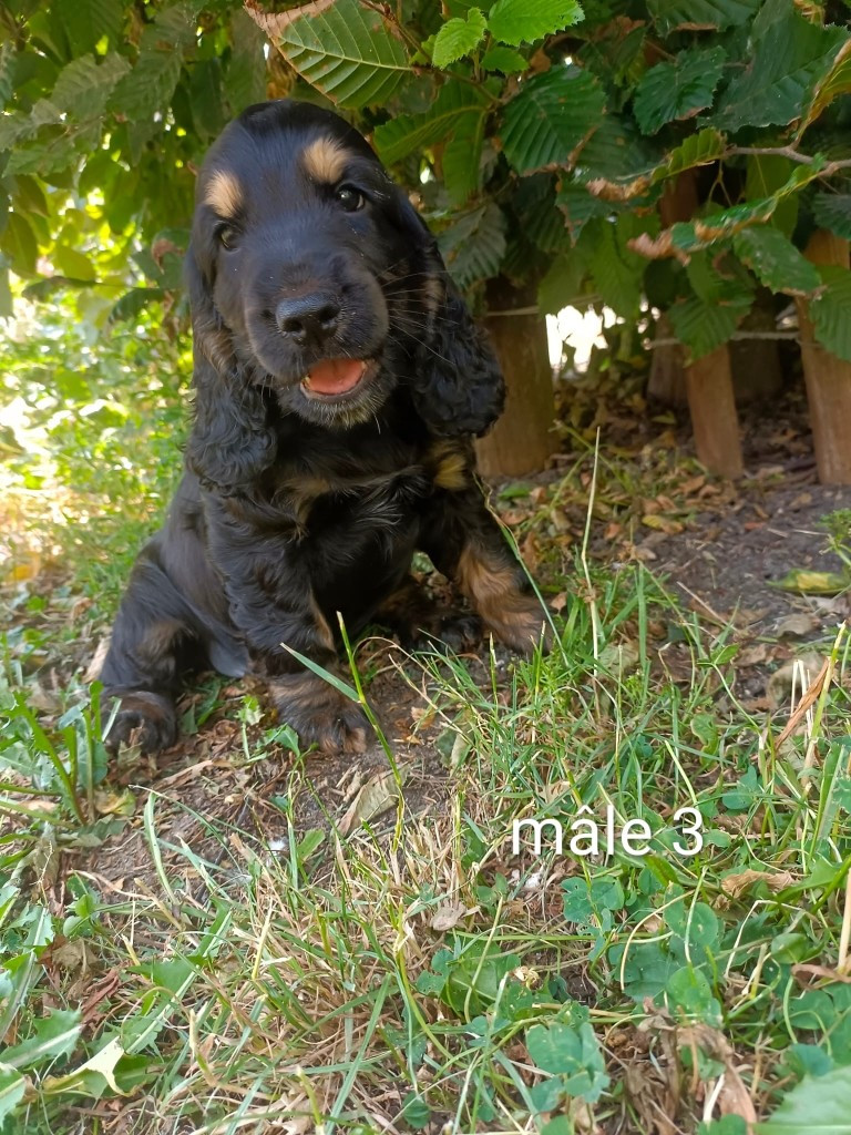 Des pres flamands - Chiots disponibles - Cocker Spaniel Anglais