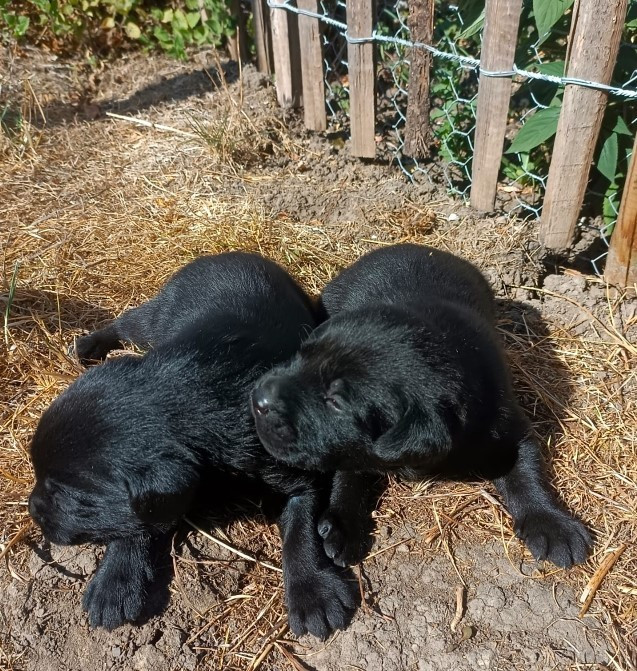 Des pres flamands - Chiots disponibles - Labrador Retriever
