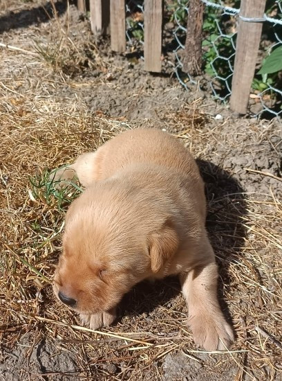 Des pres flamands - Chiots disponibles - Labrador Retriever