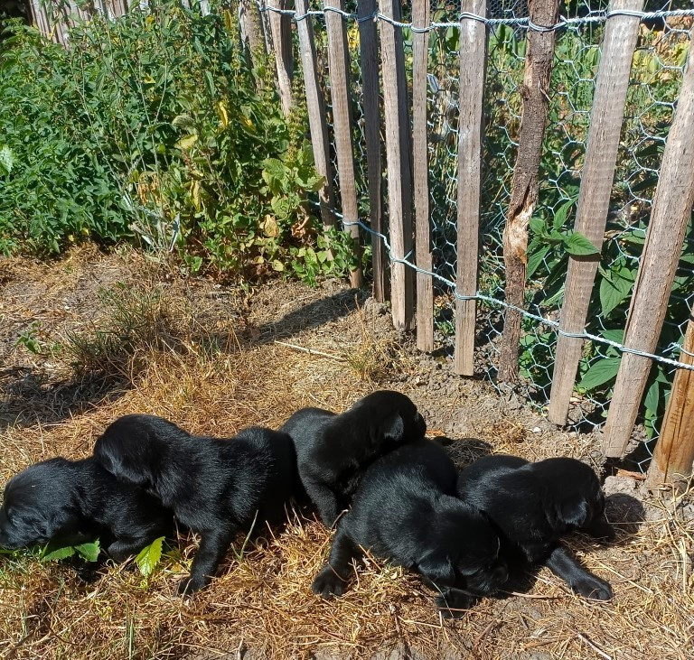Des pres flamands - Chiots disponibles - Labrador Retriever