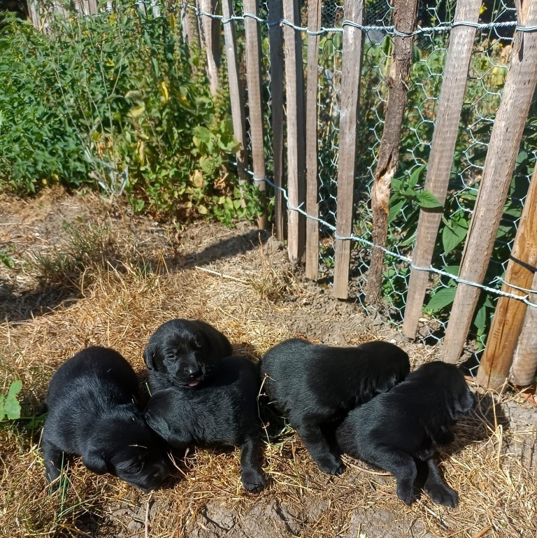 Des pres flamands - Chiots disponibles - Labrador Retriever