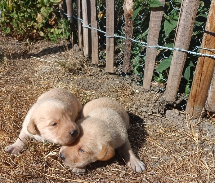 Des pres flamands - Chiots disponibles - Labrador Retriever