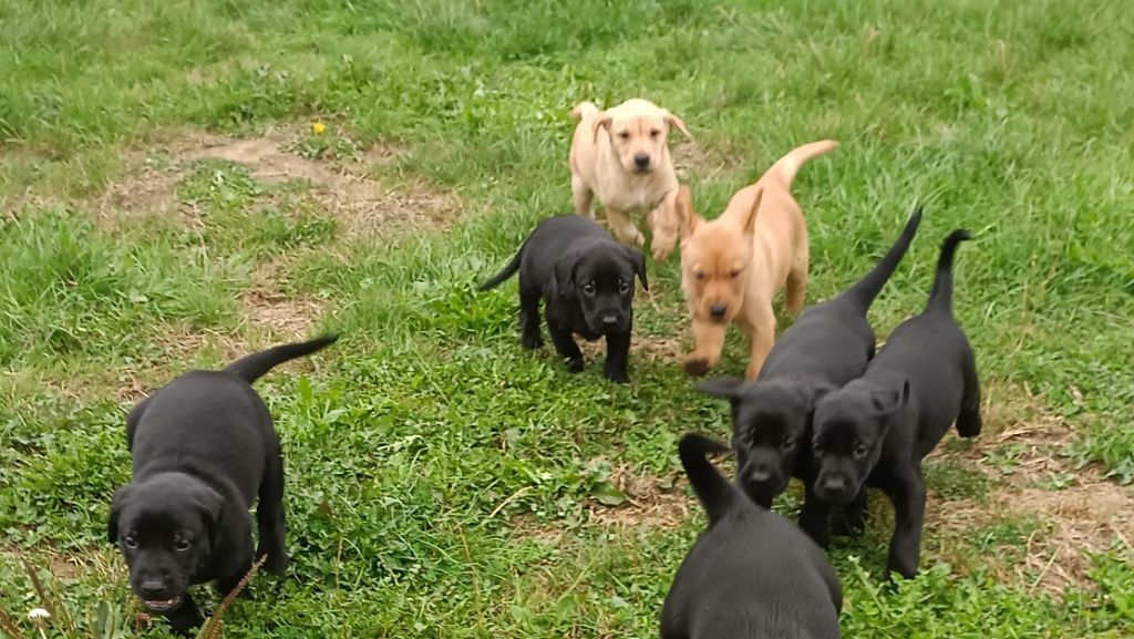 Des pres flamands - Chiots disponibles - Labrador Retriever