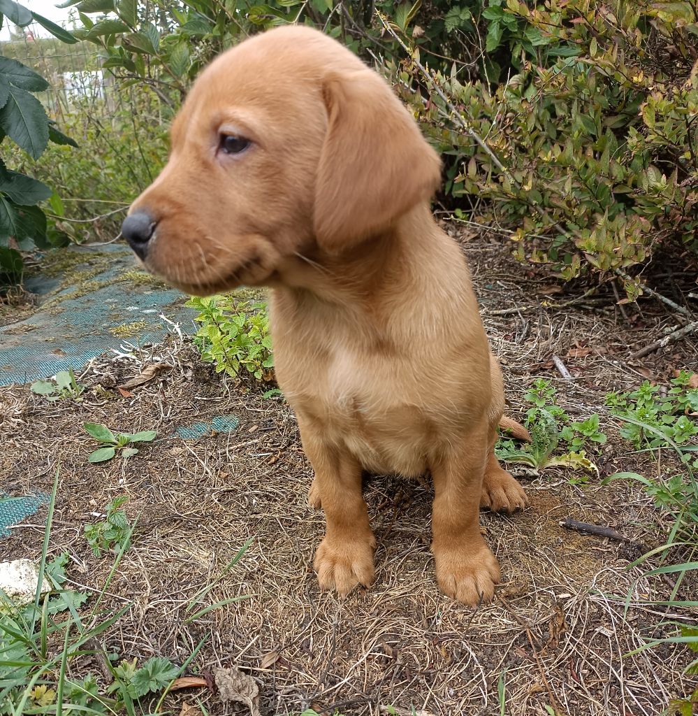 Des pres flamands - Chiots disponibles - Labrador Retriever