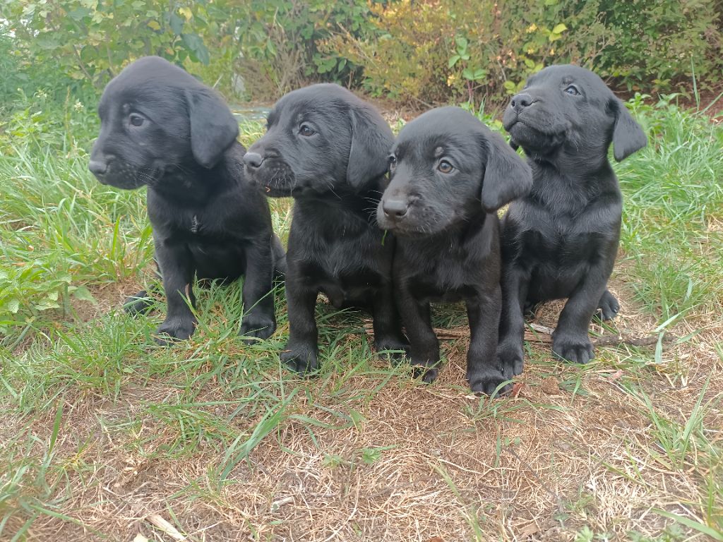 Des pres flamands - Chiots disponibles - Labrador Retriever