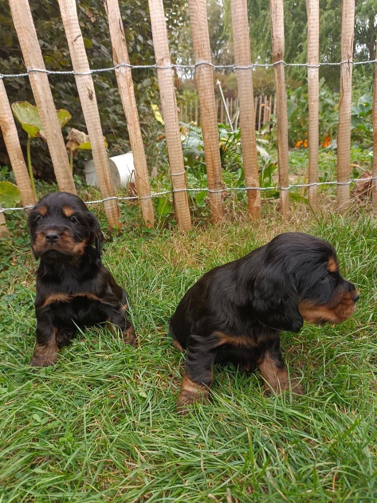 Des pres flamands - Chiots disponibles - Cocker Spaniel Anglais