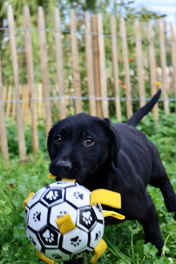 Des pres flamands - Chiots disponibles - Labrador Retriever