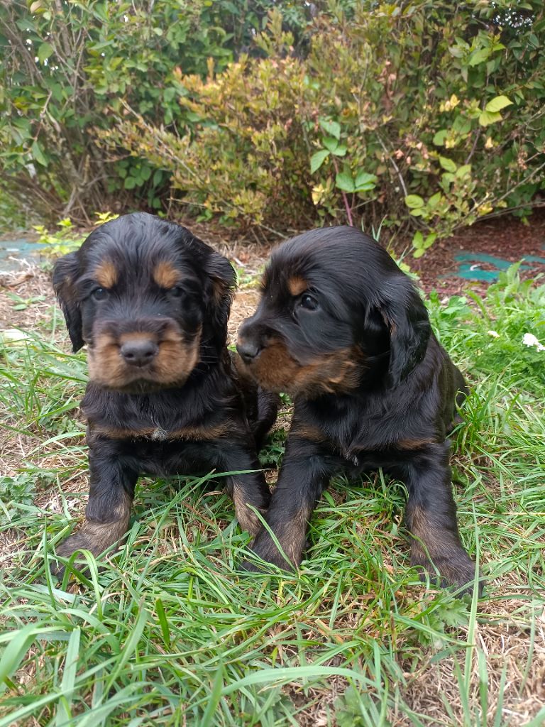 Des pres flamands - Chiots disponibles - Cocker Spaniel Anglais