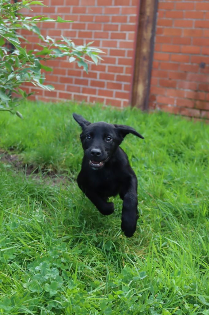Des pres flamands - Chiots disponibles - Labrador Retriever