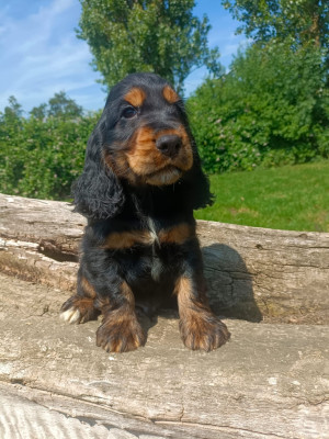 Chiot N°1