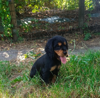 Chiot N°2