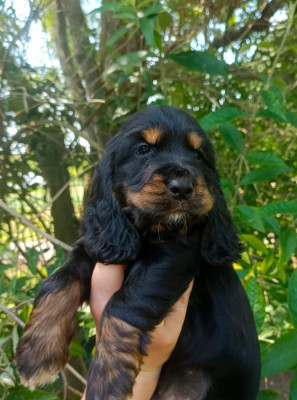 Chiot N°3