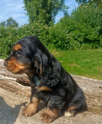 Chiot N°4