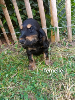 Chiot N°6