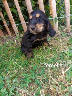 Chiot N°4