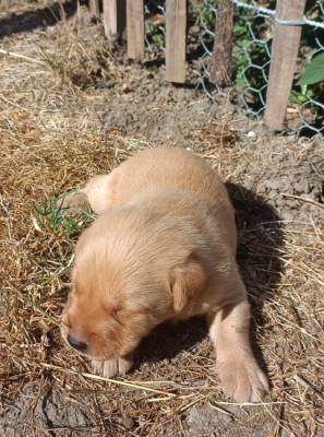 Chiot N°3