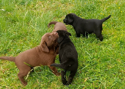 CHIOT 2