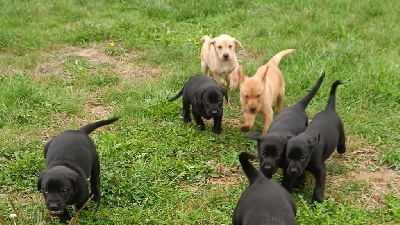 CHIOT 7