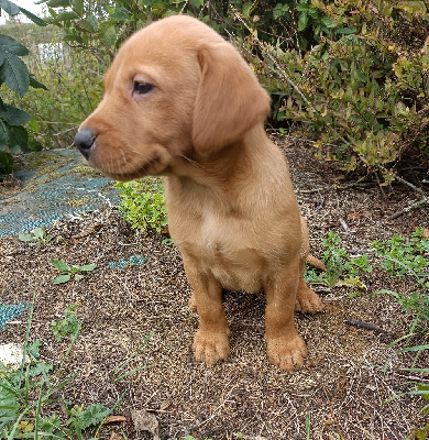 CHIOT 5