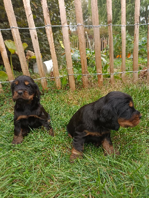 CHIOT 5