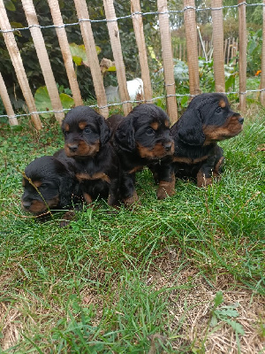 CHIOT 3