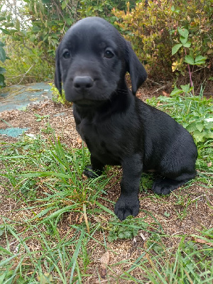 CHIOT 6