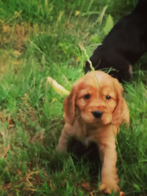 CHIOT 4