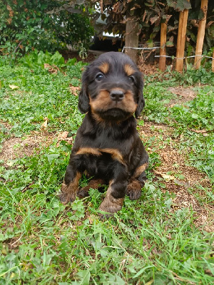 CHIOT 4