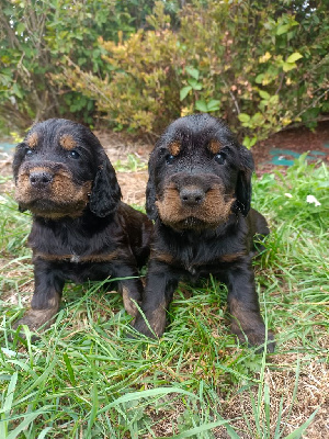 CHIOT 1
