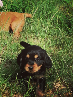 CHIOT 2