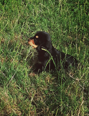 CHIOT 3